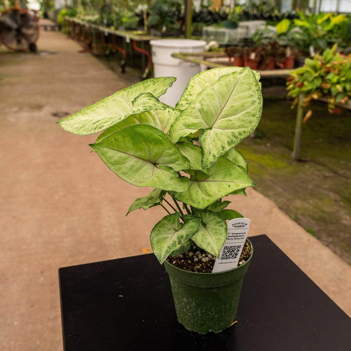 Gabriella Plants Syngonium 4" Syngonium podophyllum 'Berry Allusion'