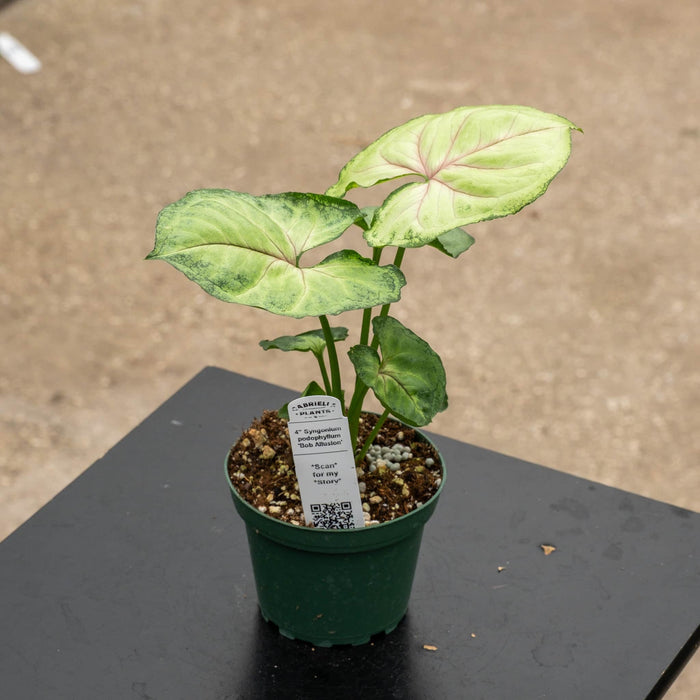 Gabriella Plants Syngonium Syngonium podophyllum 'Bob Allusion'