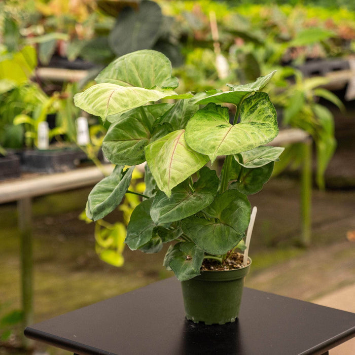 Gabriella Plants Syngonium Syngonium podophyllum 'Bob Allusion'