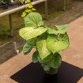Gabriella Plants Syngonium Syngonium podophyllum 'Bob Allusion'