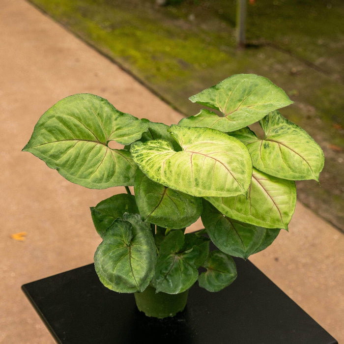Gabriella Plants Syngonium Syngonium podophyllum 'Bob Allusion'
