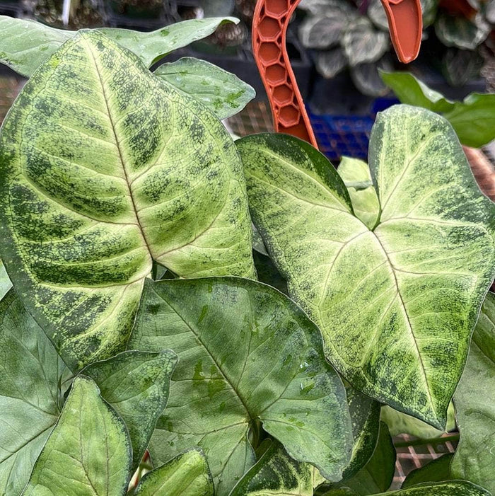 Gabriella Plants Syngonium 5" Hanging Basket Syngonium podophyllum 'Bob Allusion'