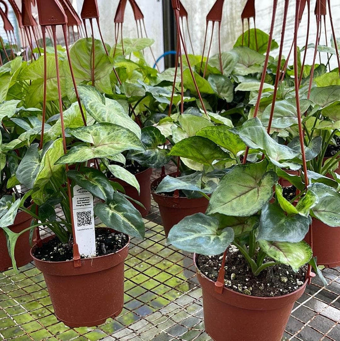 Gabriella Plants Syngonium Syngonium podophyllum 'Bob Allusion'
