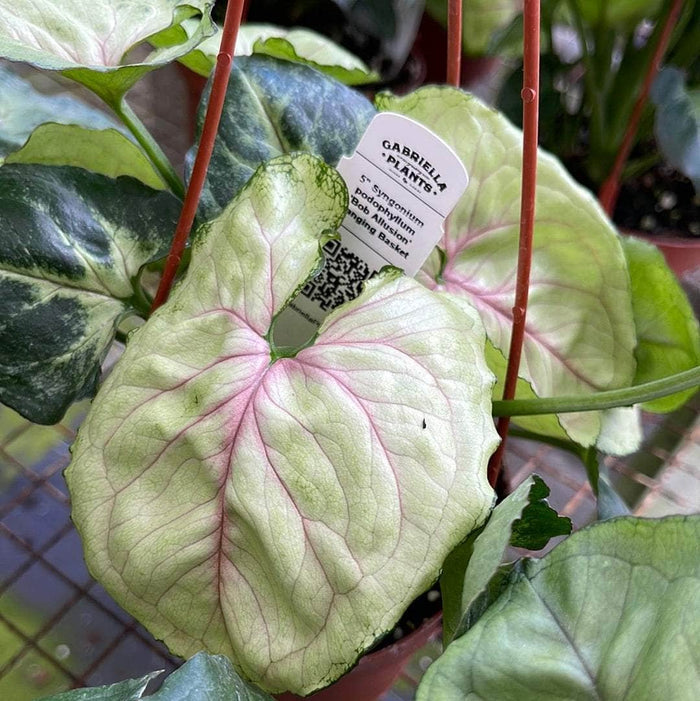 Gabriella Plants Syngonium Syngonium podophyllum 'Bob Allusion'