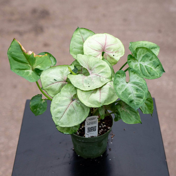 Gabriella Plants Syngonium 4" Syngonium podophyllum 'Bold Allusion'