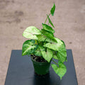 Gabriella Plants Syngonium 4" Syngonium podophyllum 'Bright Allusion'