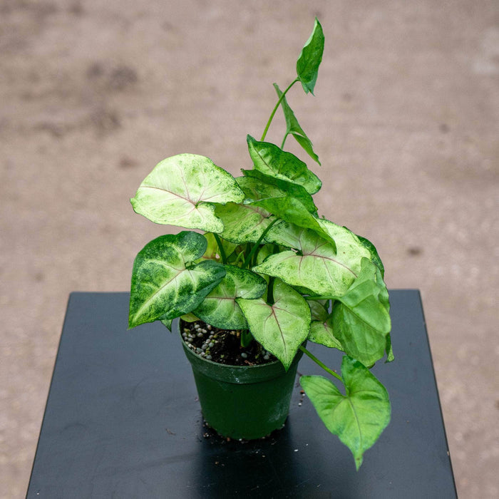 Gabriella Plants Syngonium 4" Syngonium podophyllum 'Bright Allusion'