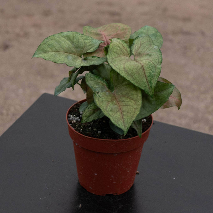 Gabriella Plants Syngonium 4" Syngonium podophyllum 'Candy Berry'