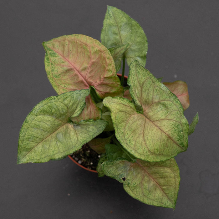 Gabriella Plants Syngonium 4" Syngonium podophyllum 'Candy Berry'