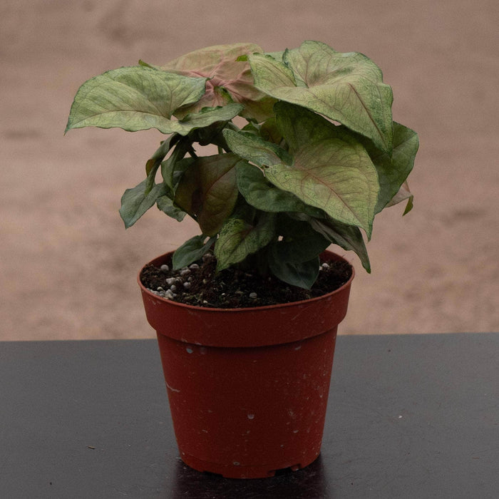 Gabriella Plants Syngonium 4" Syngonium podophyllum 'Candy Berry'