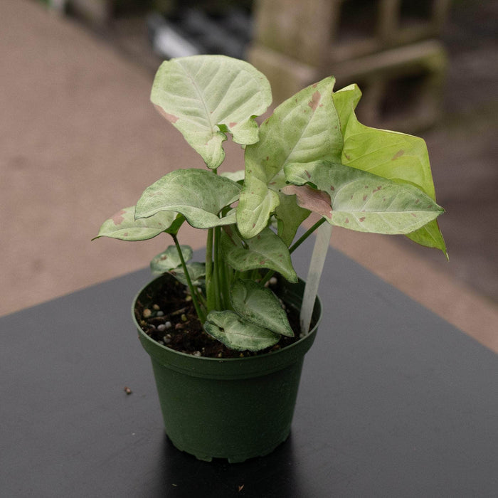 Gabriella Plants Syngonium 4" Syngonium podophyllum 'Confetti'