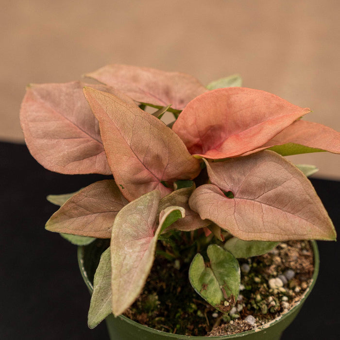 Gabriella Plants Syngonium 4" Syngonium podophyllum 'Coral'