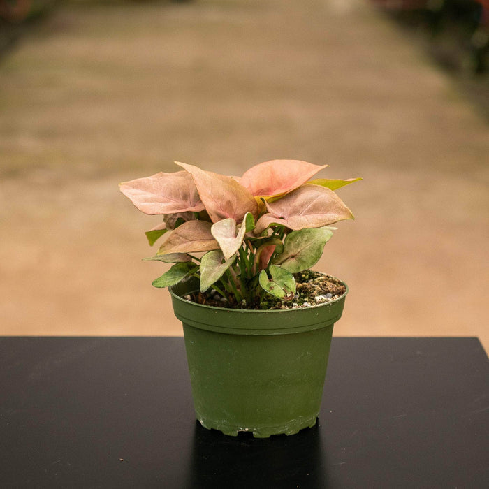Gabriella Plants Syngonium 4" Syngonium podophyllum 'Coral'