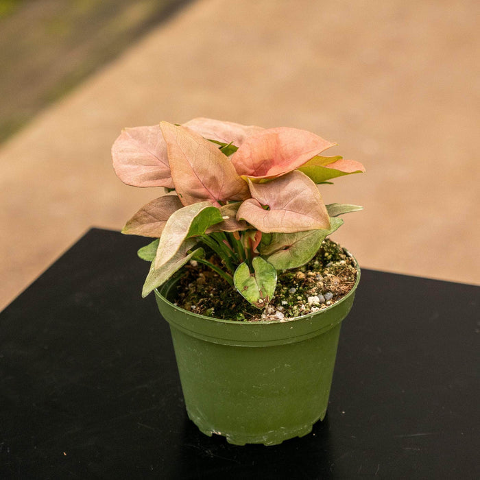 Gabriella Plants Syngonium 4" Syngonium podophyllum 'Coral'