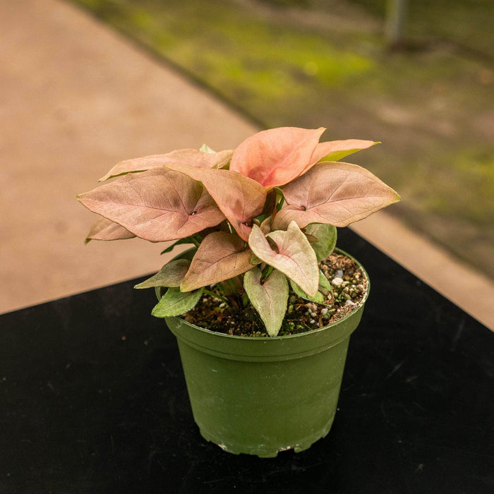 Gabriella Plants Syngonium 4" Syngonium podophyllum 'Coral'