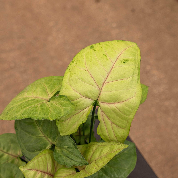 Gabriella Plants Syngonium 4" Syngonium podophyllum 'Cream Allusion'