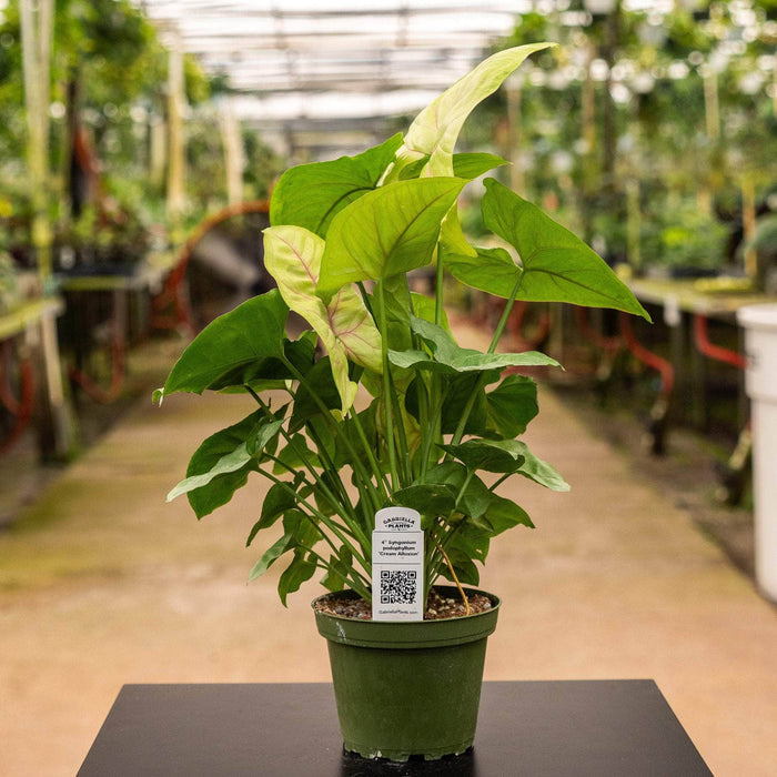 Gabriella Plants Syngonium 4" Syngonium podophyllum 'Cream Allusion'