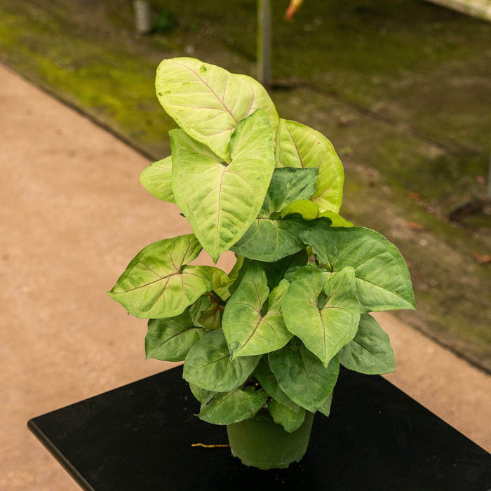 Gabriella Plants Syngonium 4" Syngonium podophyllum 'Cream Allusion'