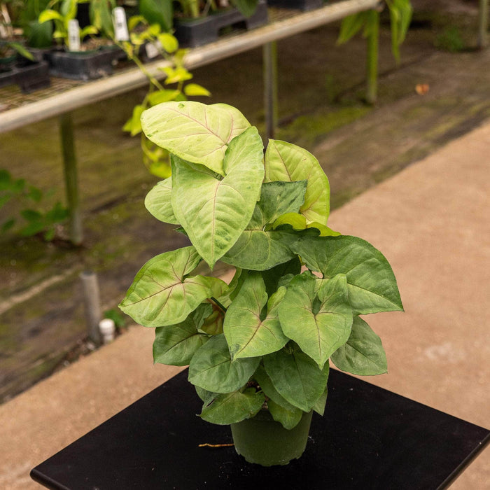 Gabriella Plants Syngonium 4" Syngonium podophyllum 'Cream Allusion'