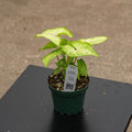 Gabriella Plants Syngonium 4" Syngonium podophyllum 'Gold Allusion'
