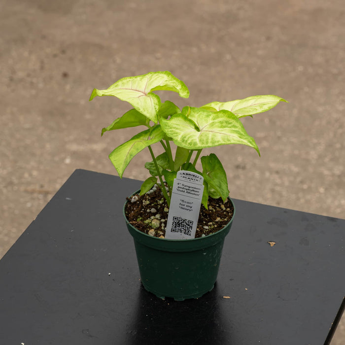 Gabriella Plants Syngonium 4" Syngonium podophyllum 'Gold Allusion'