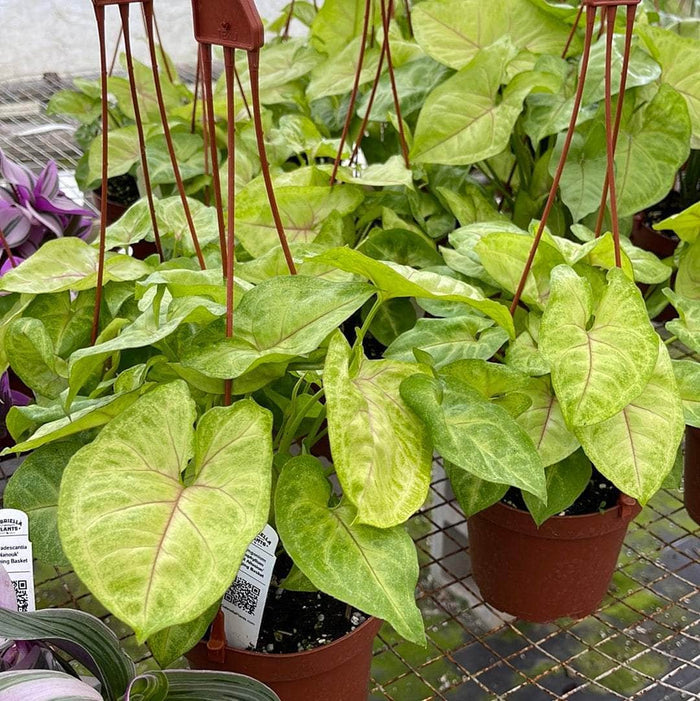 Gabriella Plants Syngonium 5” Hanging Basket Syngonium podophyllum 'Gold Allusion'