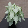 Gabriella Plants Syngonium 4" Syngonium podophyllum 'Holly M'
