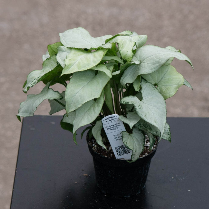 Gabriella Plants Syngonium Syngonium podophyllum 'Holly M'