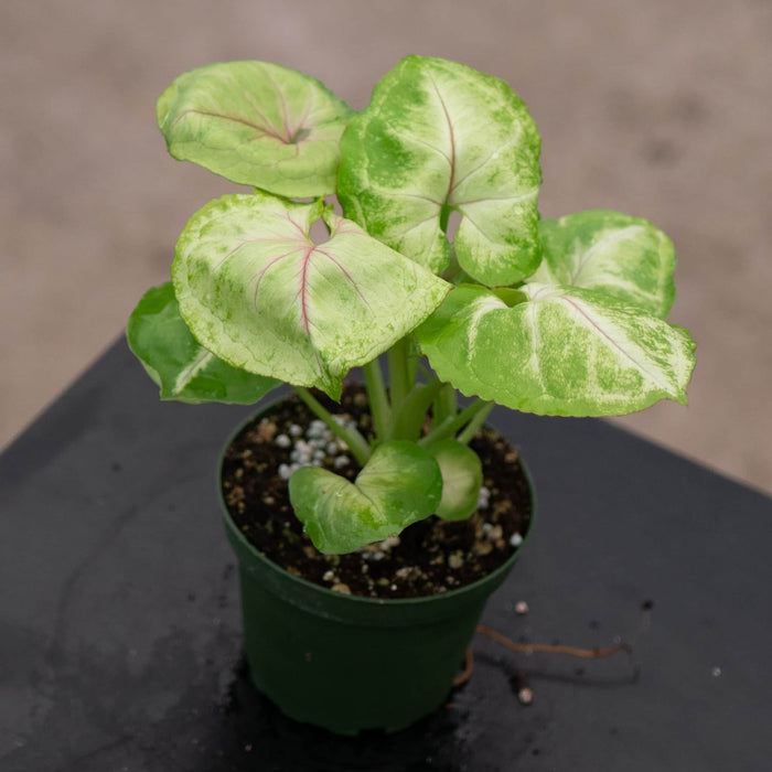 Gabriella Plants Syngonium 4" Syngonium podophyllum 'Kiwi Delight'