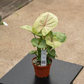 Gabriella Plants Syngonium 4" Syngonium podophyllum 'Mango Allusion'