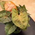 Gabriella Plants Syngonium 4" Syngonium podophyllum 'Maria Allusion'