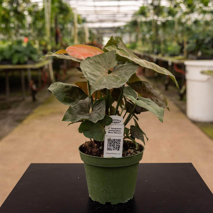 Gabriella Plants Syngonium Syngonium podophyllum 'Maria Allusion'