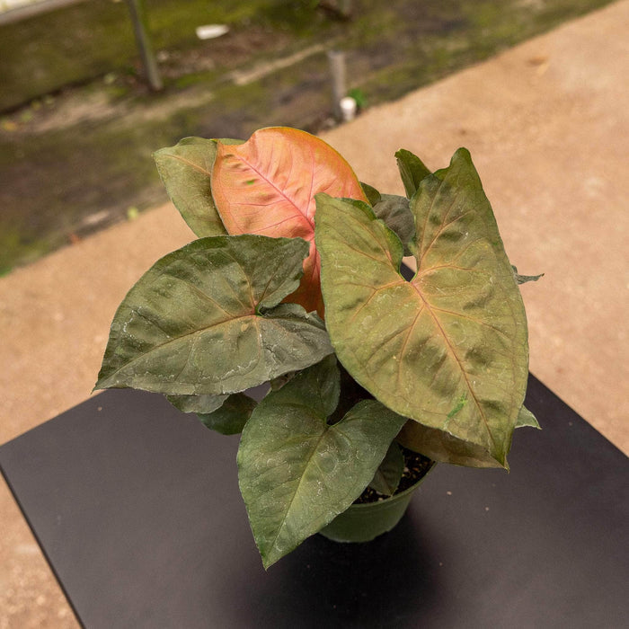 Gabriella Plants Syngonium Syngonium podophyllum 'Maria Allusion'