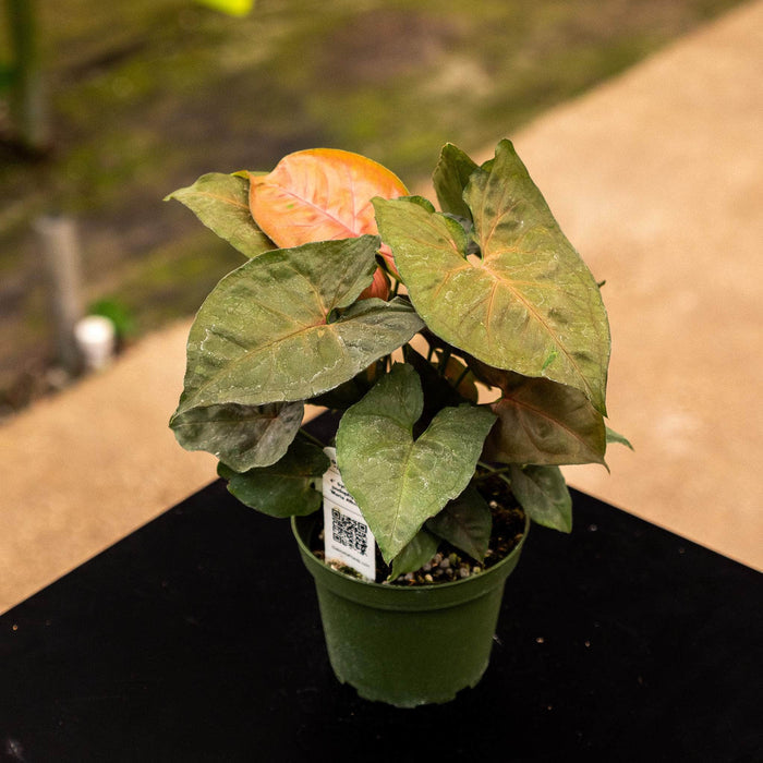 Gabriella Plants Syngonium Syngonium podophyllum 'Maria Allusion'