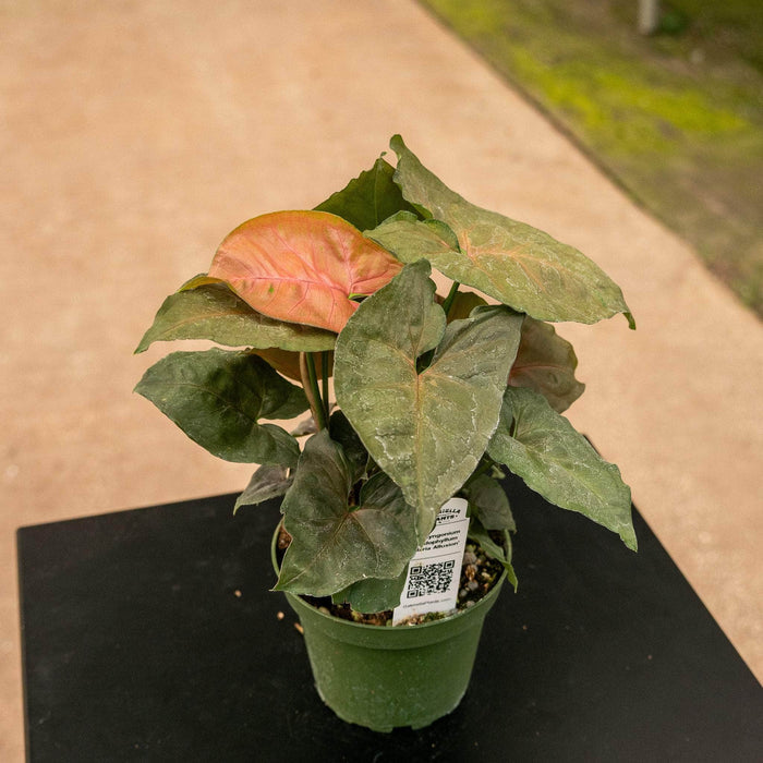 Gabriella Plants Syngonium Syngonium podophyllum 'Maria Allusion'