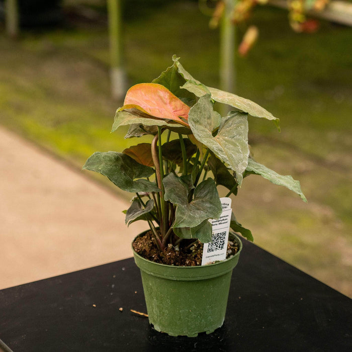 Gabriella Plants Syngonium Syngonium podophyllum 'Maria Allusion'
