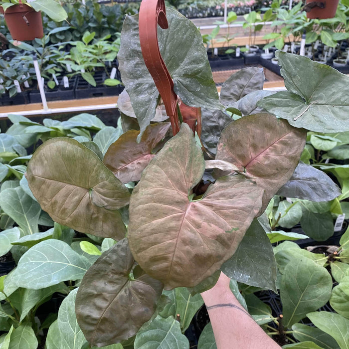 Gabriella Plants Syngonium 5" Hanging Basket Syngonium podophyllum 'Maria Allusion'