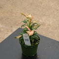 Gabriella Plants Syngonium 4" Syngonium podophyllum 'Miki'