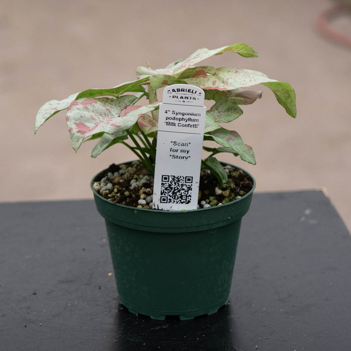 Gabriella Plants Syngonium 4" Syngonium podophyllum 'Milk Confetti'