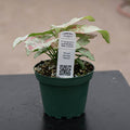 Gabriella Plants Syngonium 4" Syngonium podophyllum 'Milk Confetti'