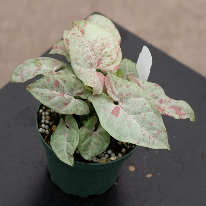 Gabriella Plants Syngonium 4" Syngonium podophyllum 'Milk Confetti'