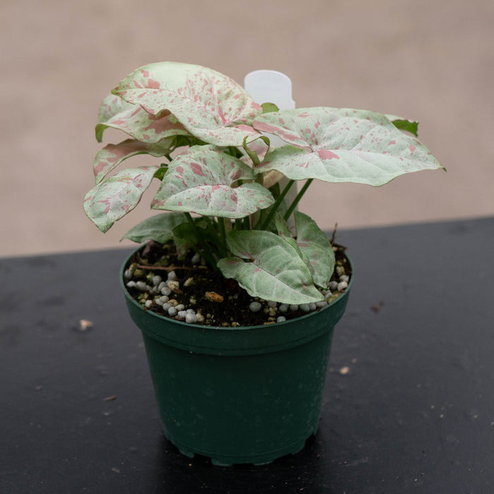 Gabriella Plants Syngonium 4" Syngonium podophyllum 'Milk Confetti'