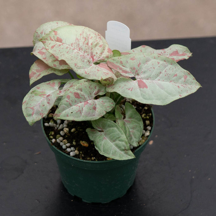 Gabriella Plants Syngonium 4" Syngonium podophyllum 'Milk Confetti'