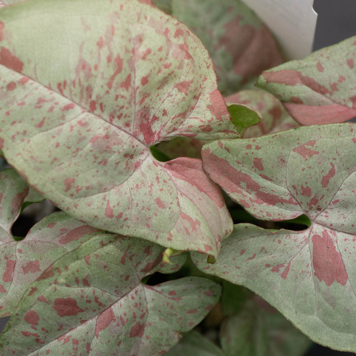 Gabriella Plants Syngonium 4" Syngonium podophyllum 'Milk Confetti'