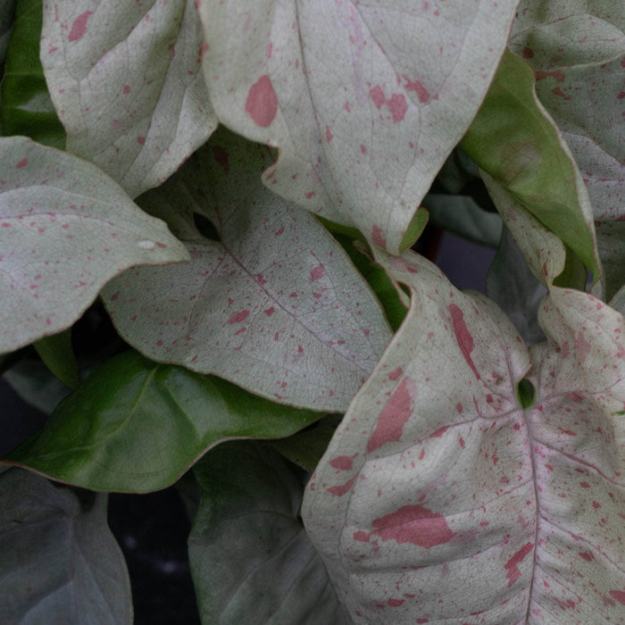Gabriella Plants Syngonium 4" Syngonium podophyllum 'Milk Confetti'