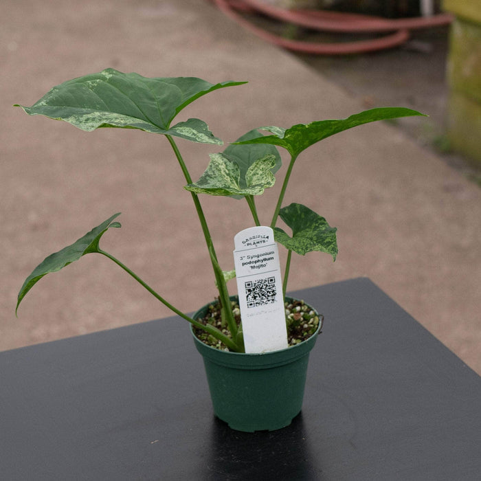 Gabriella Plants Syngonium 3" Syngonium podophyllum 'Mojito'