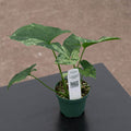 Gabriella Plants Syngonium 3" Syngonium podophyllum 'Mojito'