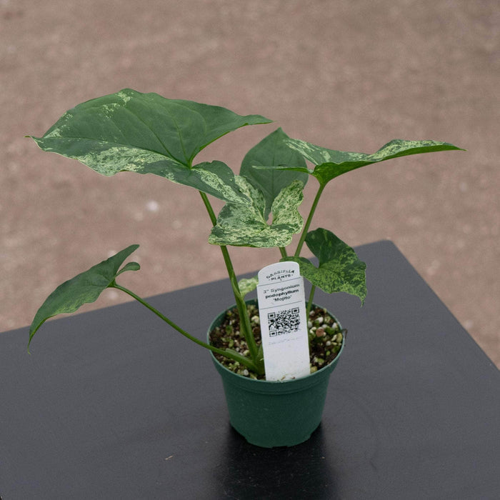Gabriella Plants Syngonium 3" Syngonium podophyllum 'Mojito'