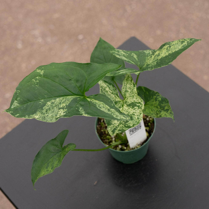 Gabriella Plants Syngonium 3" Syngonium podophyllum 'Mojito'
