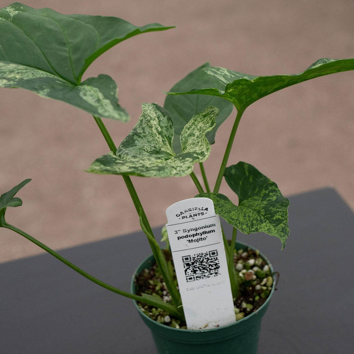 Gabriella Plants Syngonium 3" Syngonium podophyllum 'Mojito'